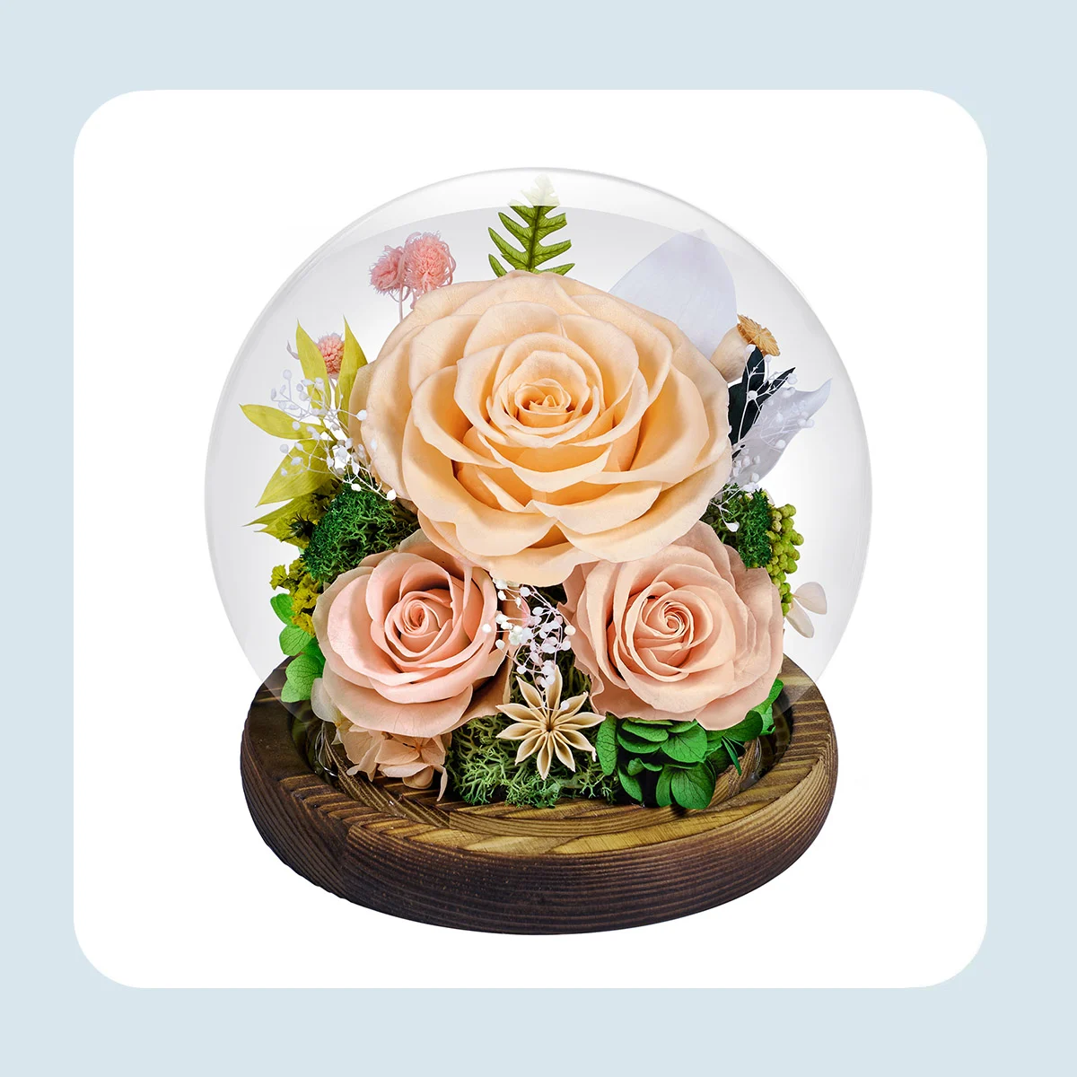 preserved flowers in glass dome 5